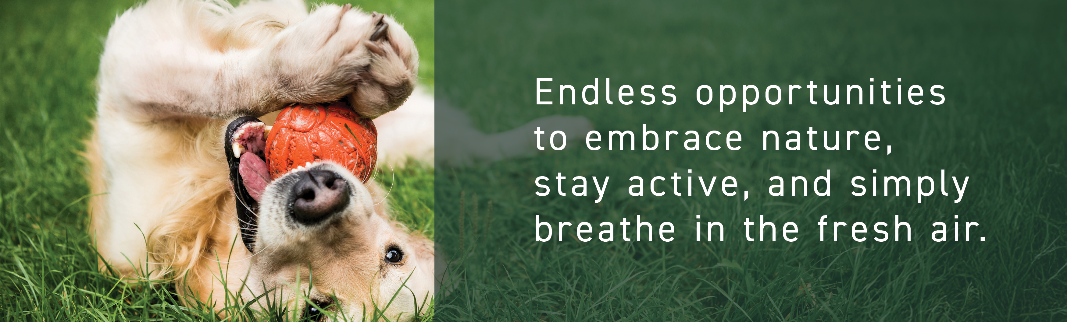 A playful golden retriever lies in grass with a red ball, inspiring you to explore the best parks in Bucks County, PA.